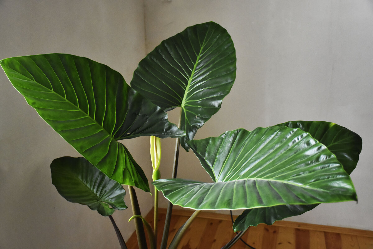 Алоказия цветёт... - yusuf alili