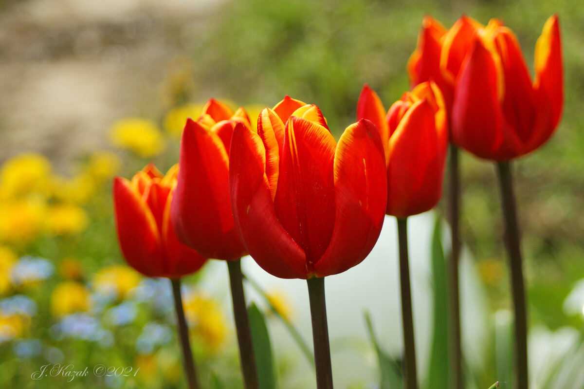 * - Елена Kазак (selena1965)