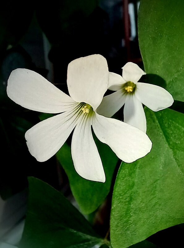 Знакомьтесь ,кислица или оксалис - Татьяна 