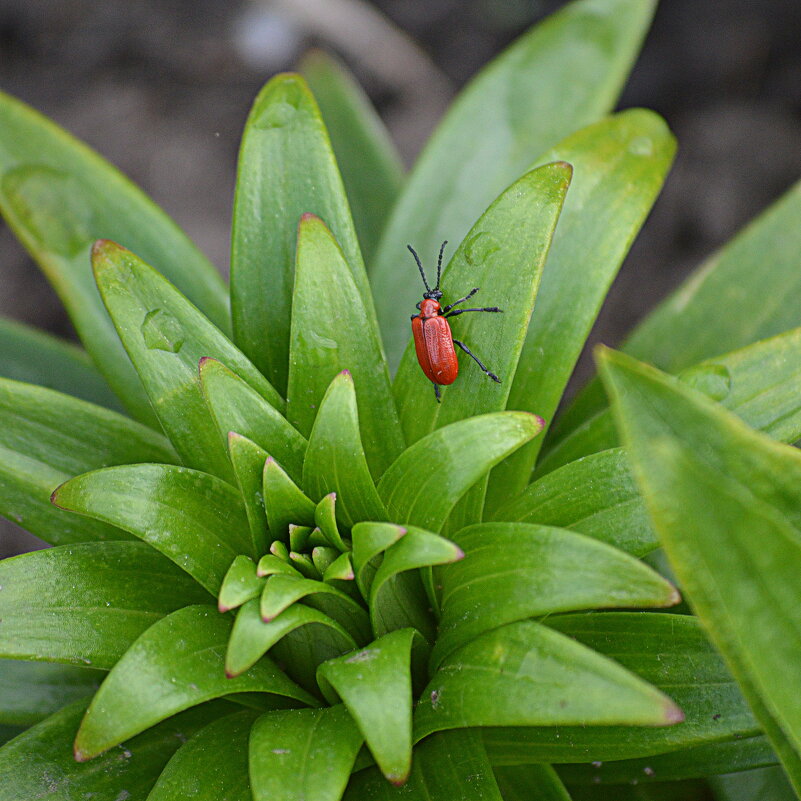 Жук лилейник - Татьяна Лютаева