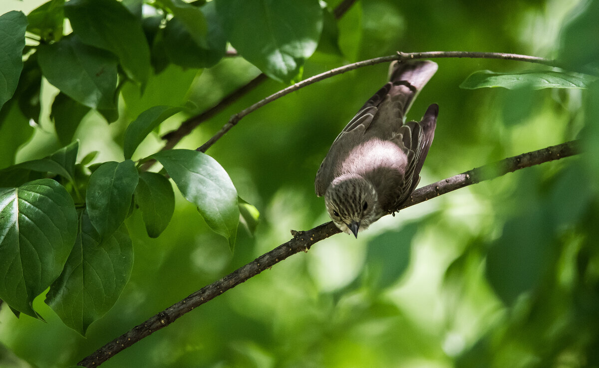 Мухоловка - Владимир Безбородов Мухоловка - Владимир Безбородов