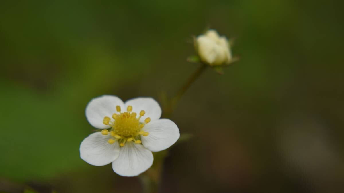 Земляника лесная - Fragaria vesca - Николай Чичерин