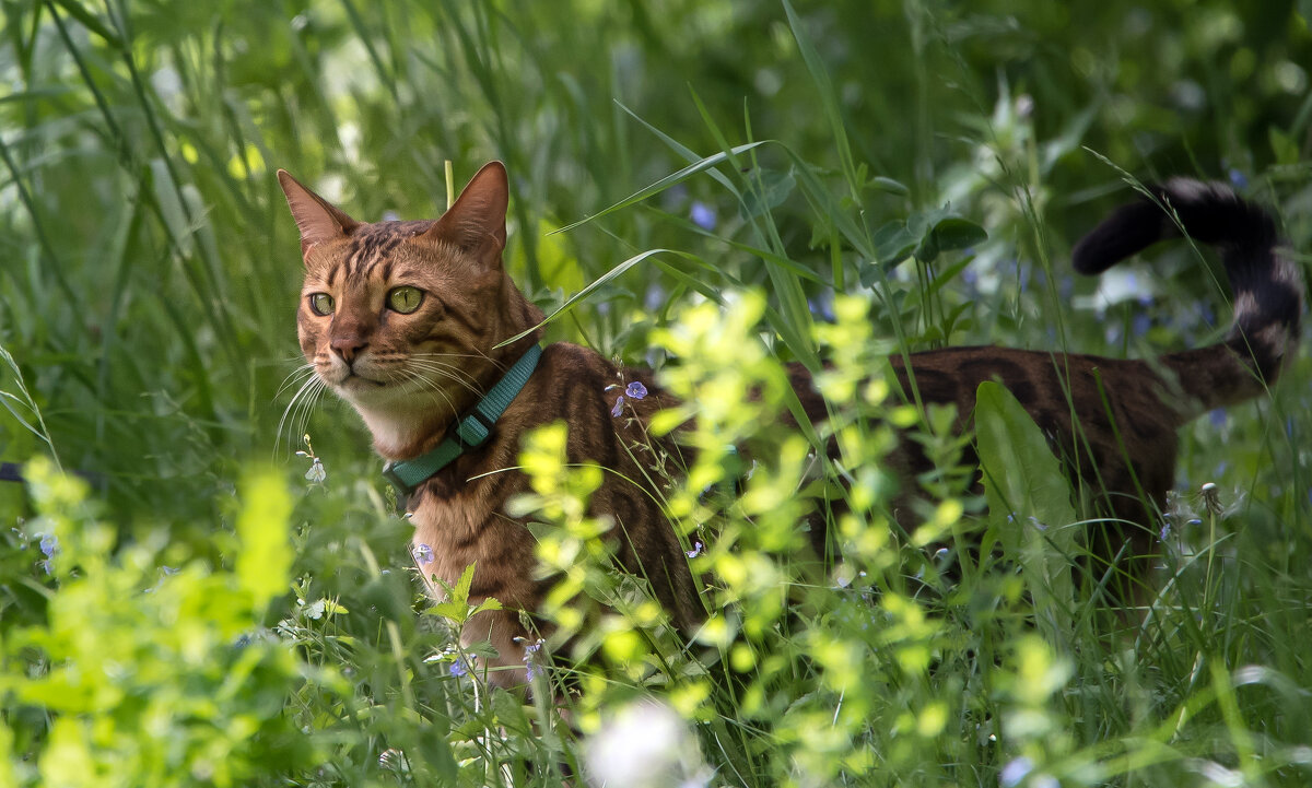 *** - Владимир Безбородов *** - Владимир Безбородов