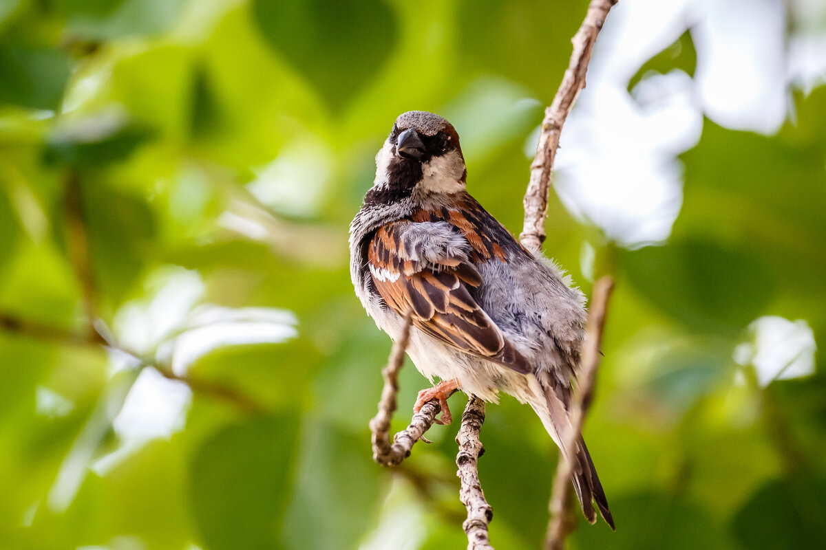 Что? НРАВЛЮСЬ? - Петр 