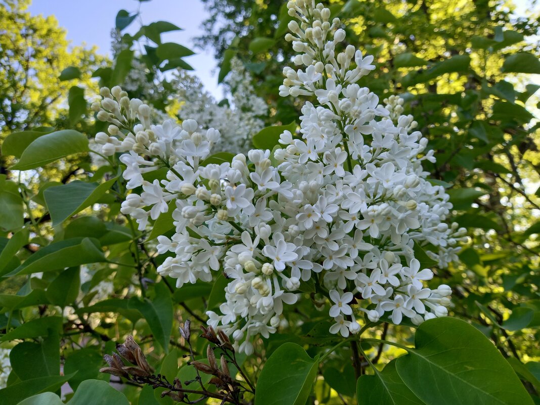 Сирень - Сапсан 