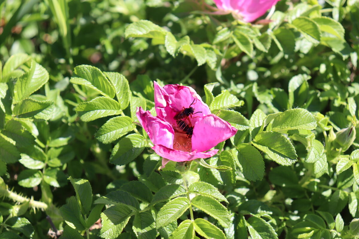 Цветок - Nadin 