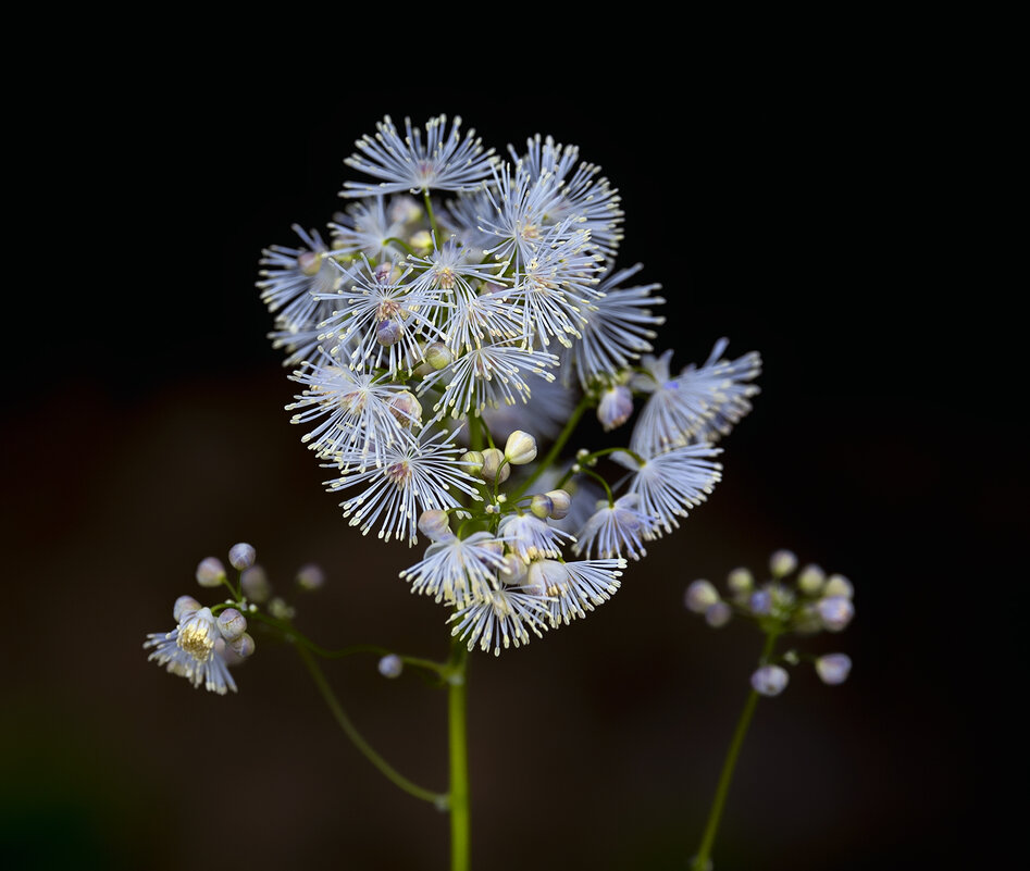 thalictrum - Zinovi Seniak