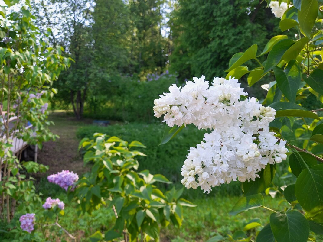 Сирень - Сапсан 