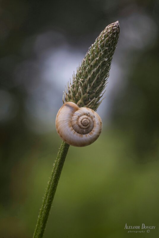 *** - Александр Довгий