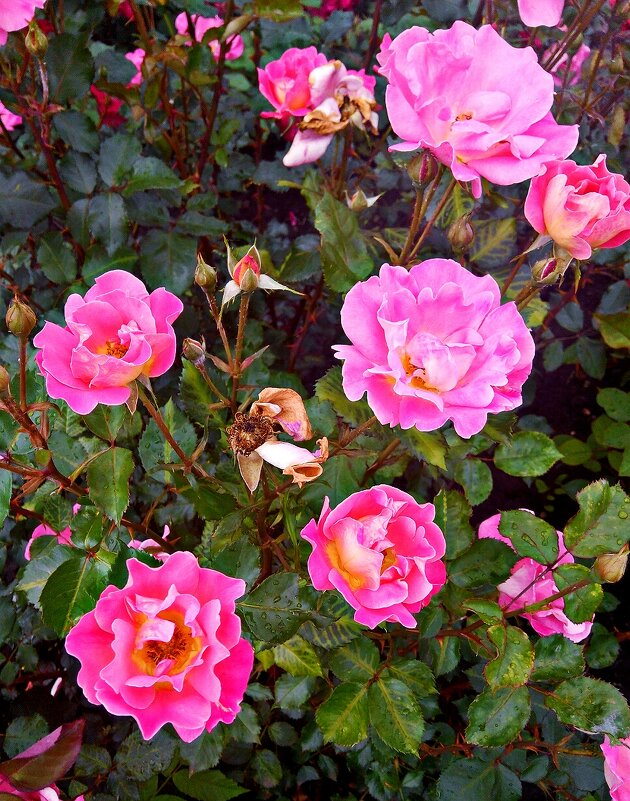 Розовый куст - Владимир Бровко