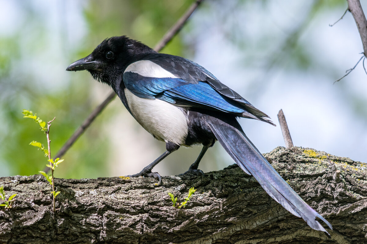 *** - Виктор Иванович Чернюк