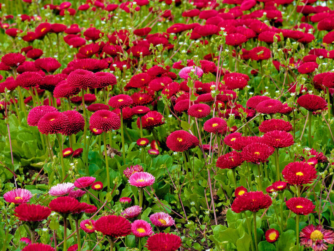 *** - Witalij Loewin *** - Witalij Loewin