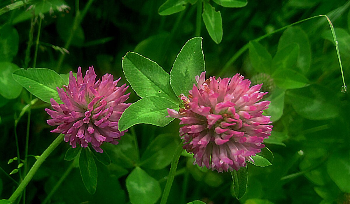 Клевер - Елена Семигина Клевер - Елена Семигина