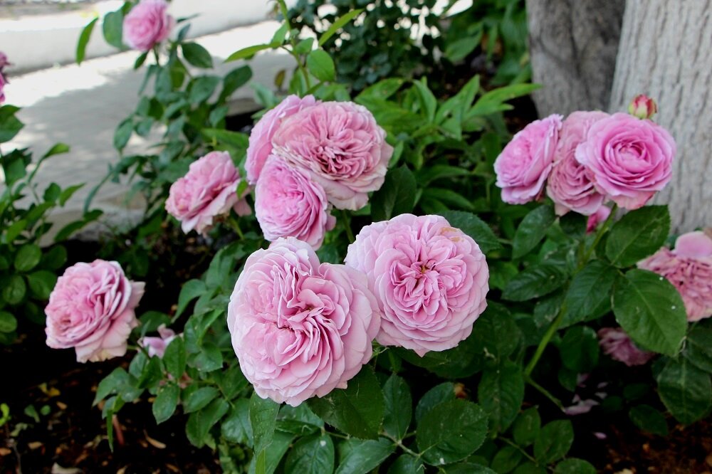 Клумбы на территории монастыря - Надежд@ Шавенкова