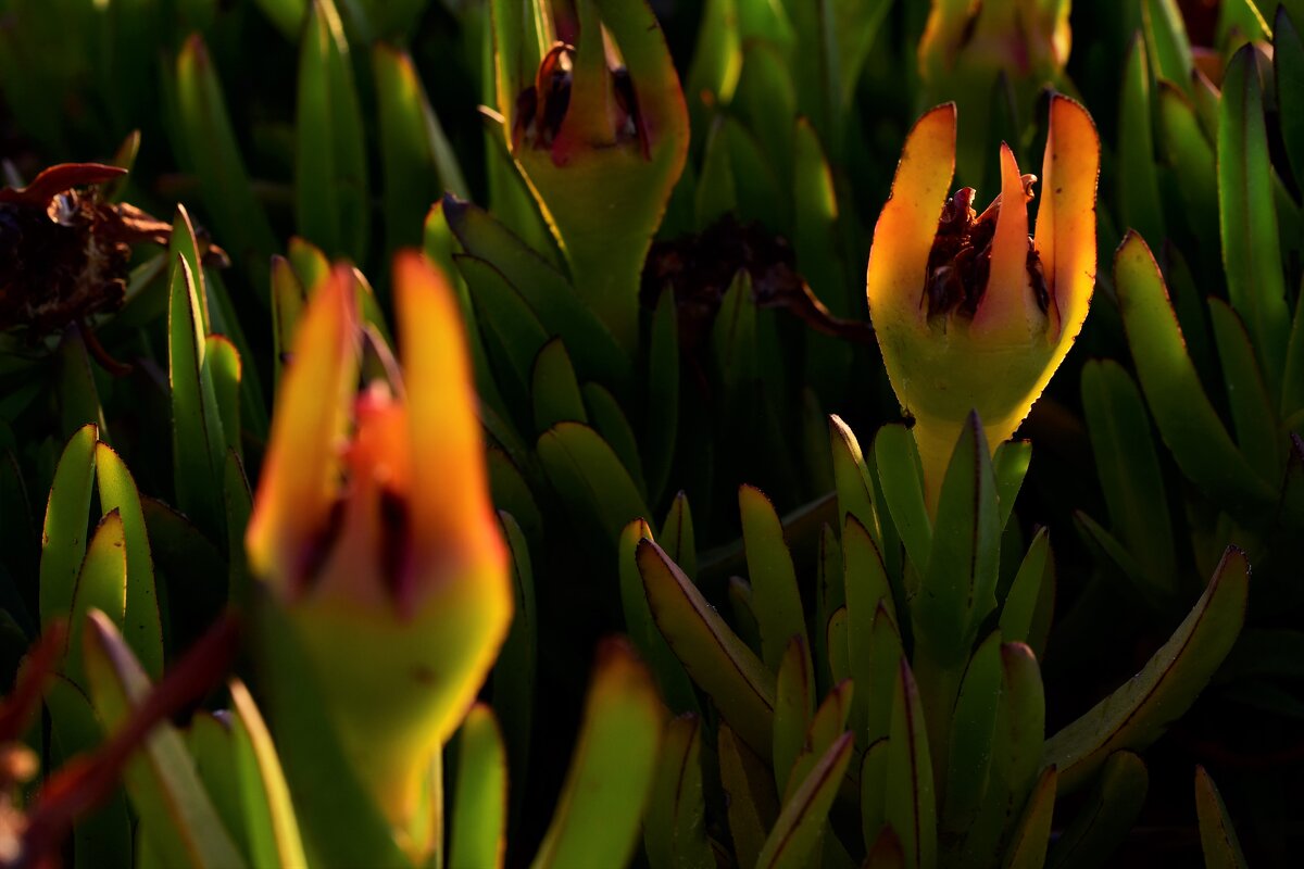 на берегу Средиземного...полыхают - Tatiana Kolnogorov на берегу Средиземного...полыхают - Tatiana Kolnogorov