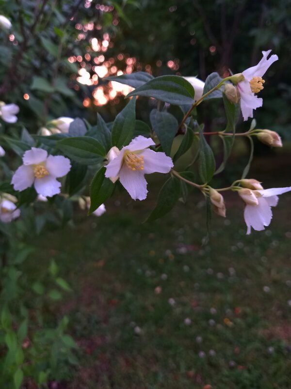 Чубушник - Сапсан 