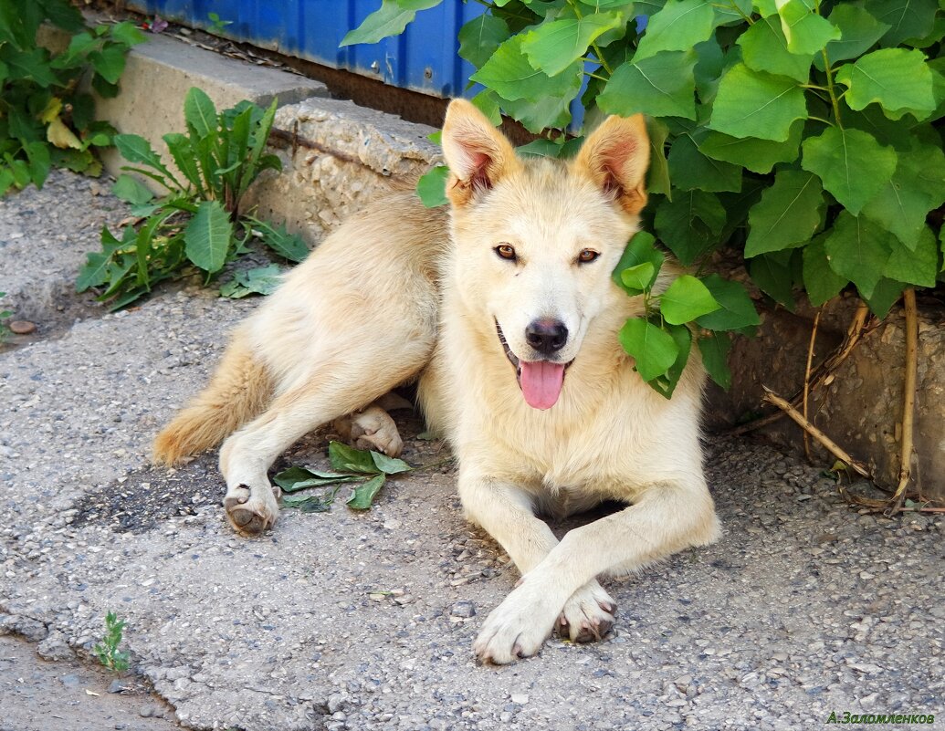 Фотограф, ну куда в такую жару? Ляг лучше, полежи в тенёчке! :-) - Андрей Заломленков