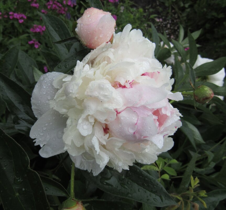 Пион садовый - Galaelina ***