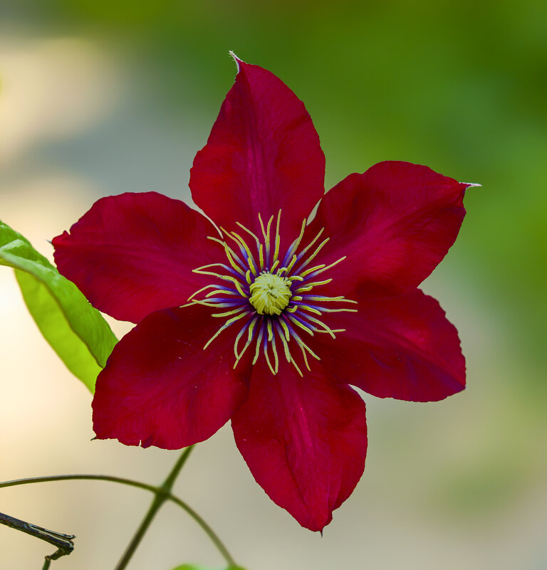 clematis - Zinovi Seniak