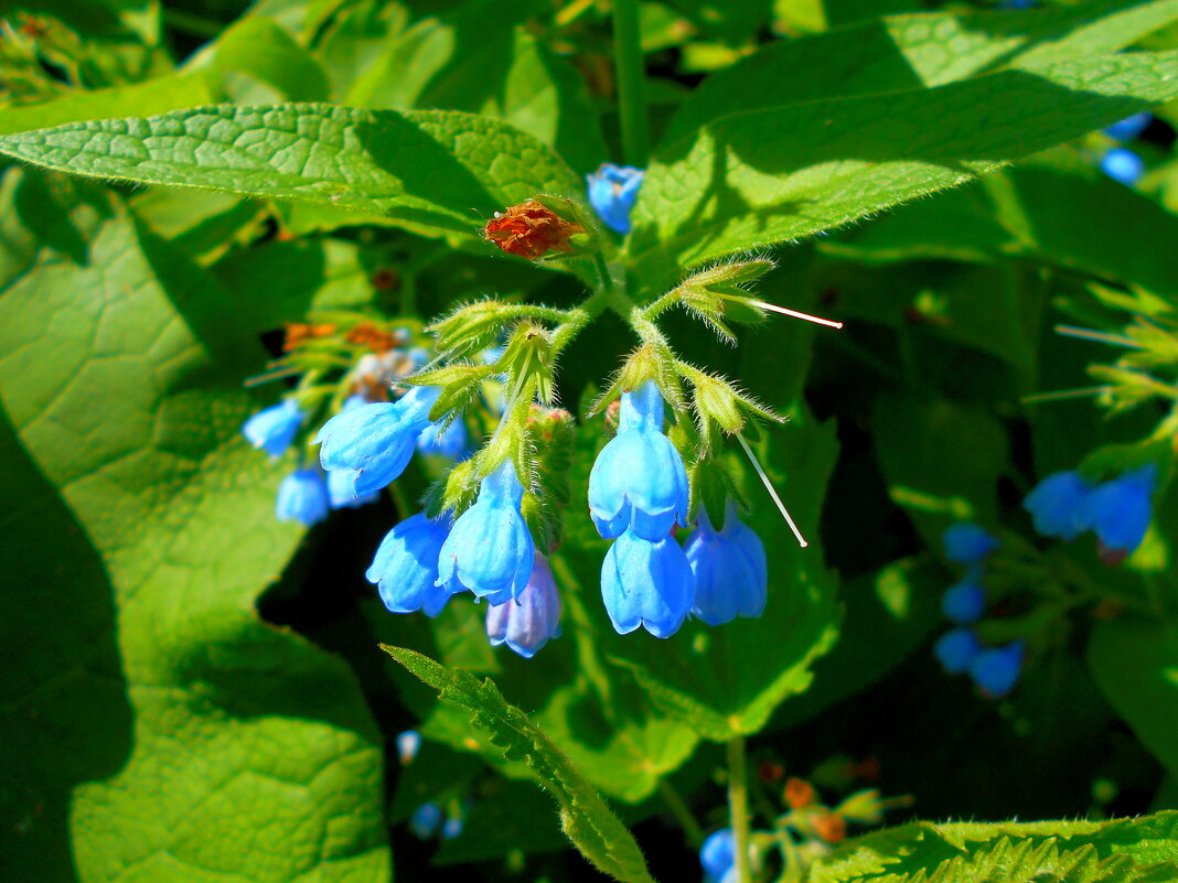 Окопник - Игорь Чуев