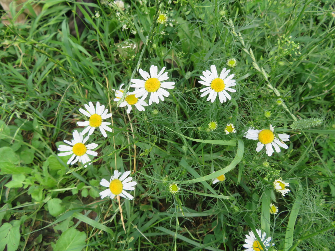 Ромашки. - Зинаида Ромашки. - Зинаида