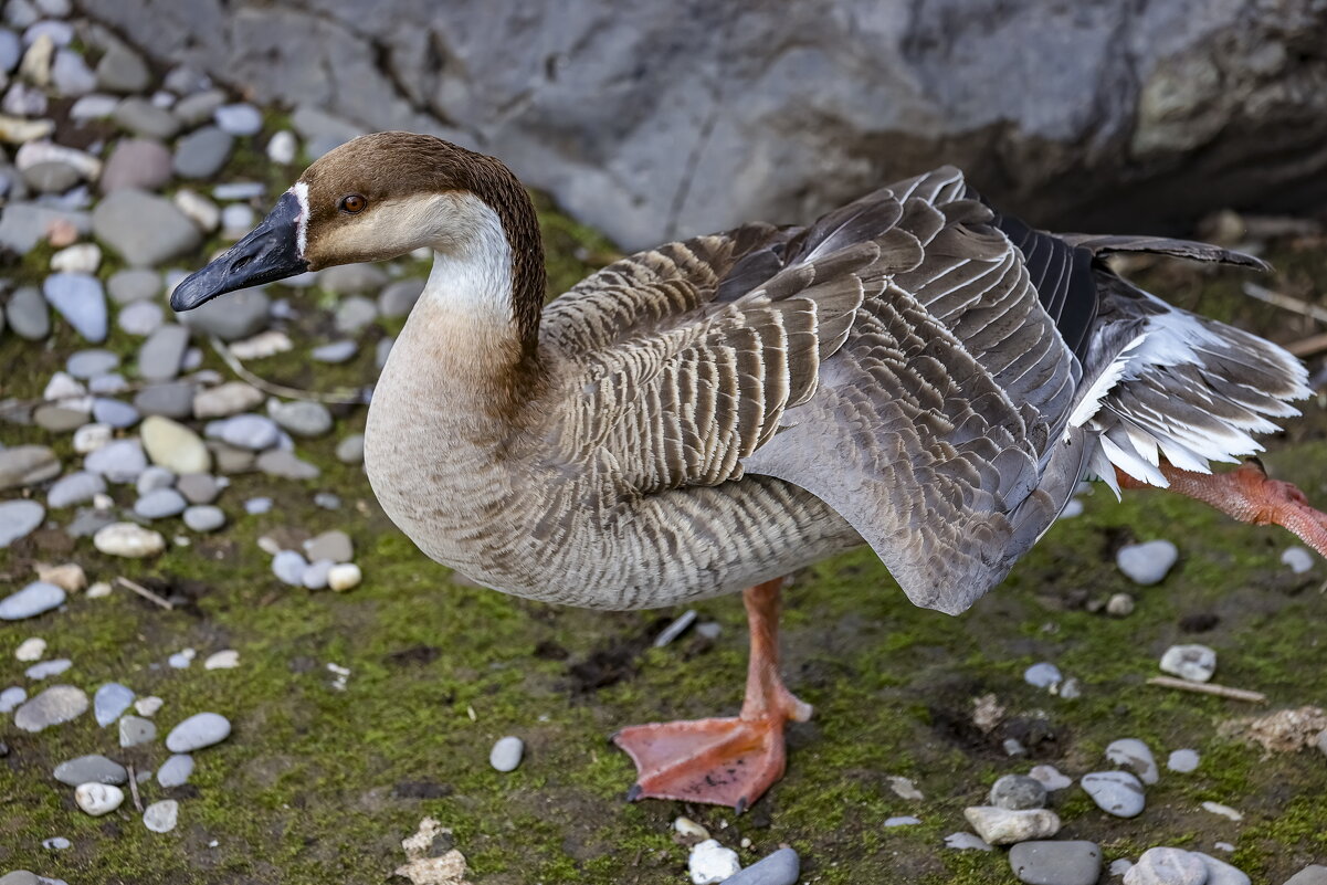 птицы и не только московского зоопарка- весна. - юрий макаров