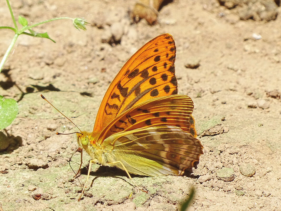 * - Елена Kазак (selena1965) * - Елена Kазак (selena1965)