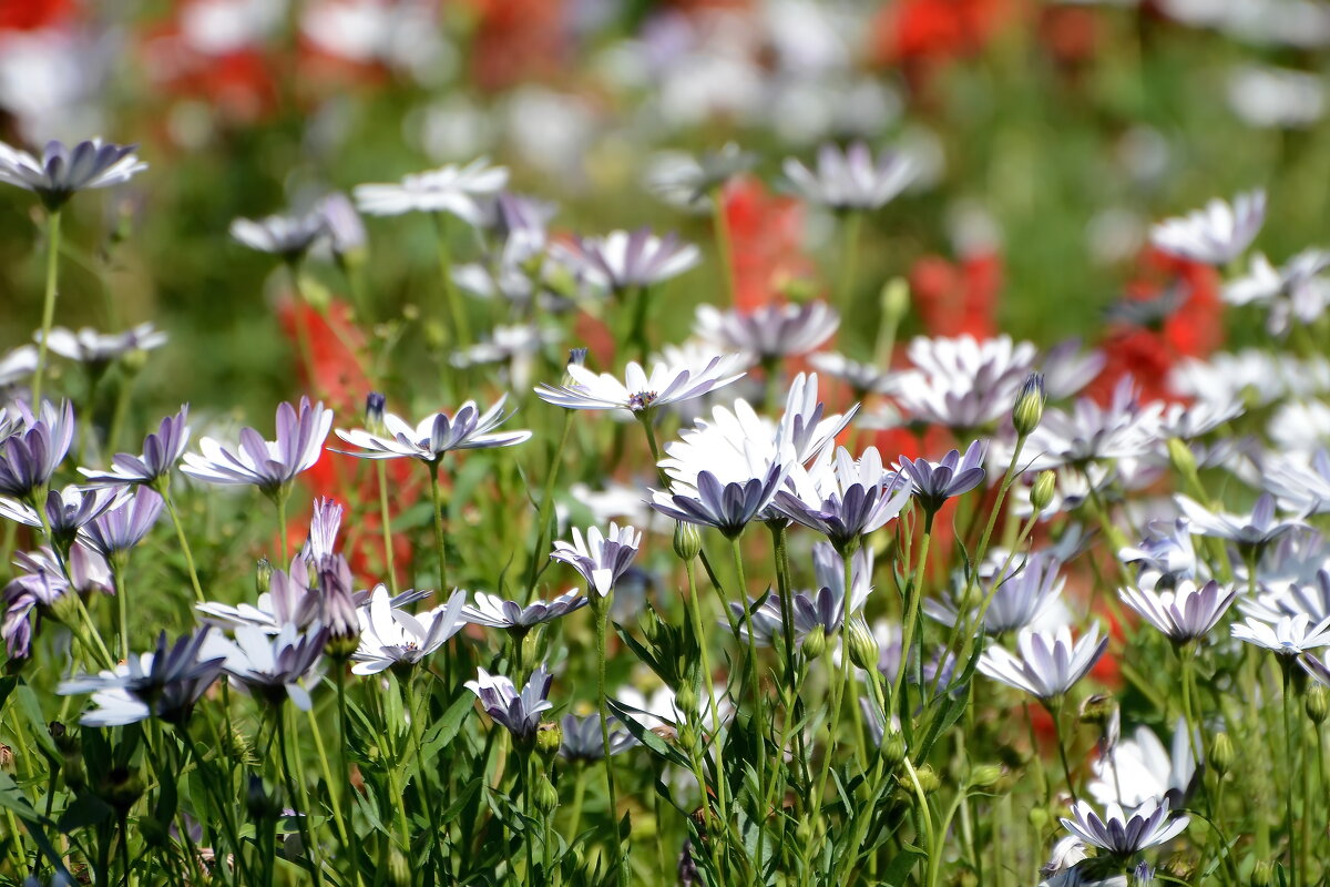 ..... - Sergey (Apg)