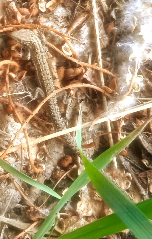 ящерица - ольга хакимова