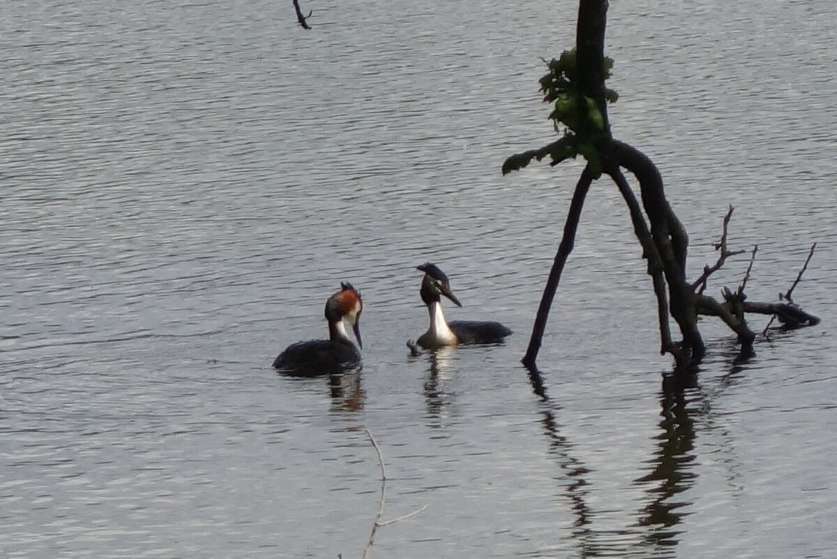 Чомга - Маргарита Батырева