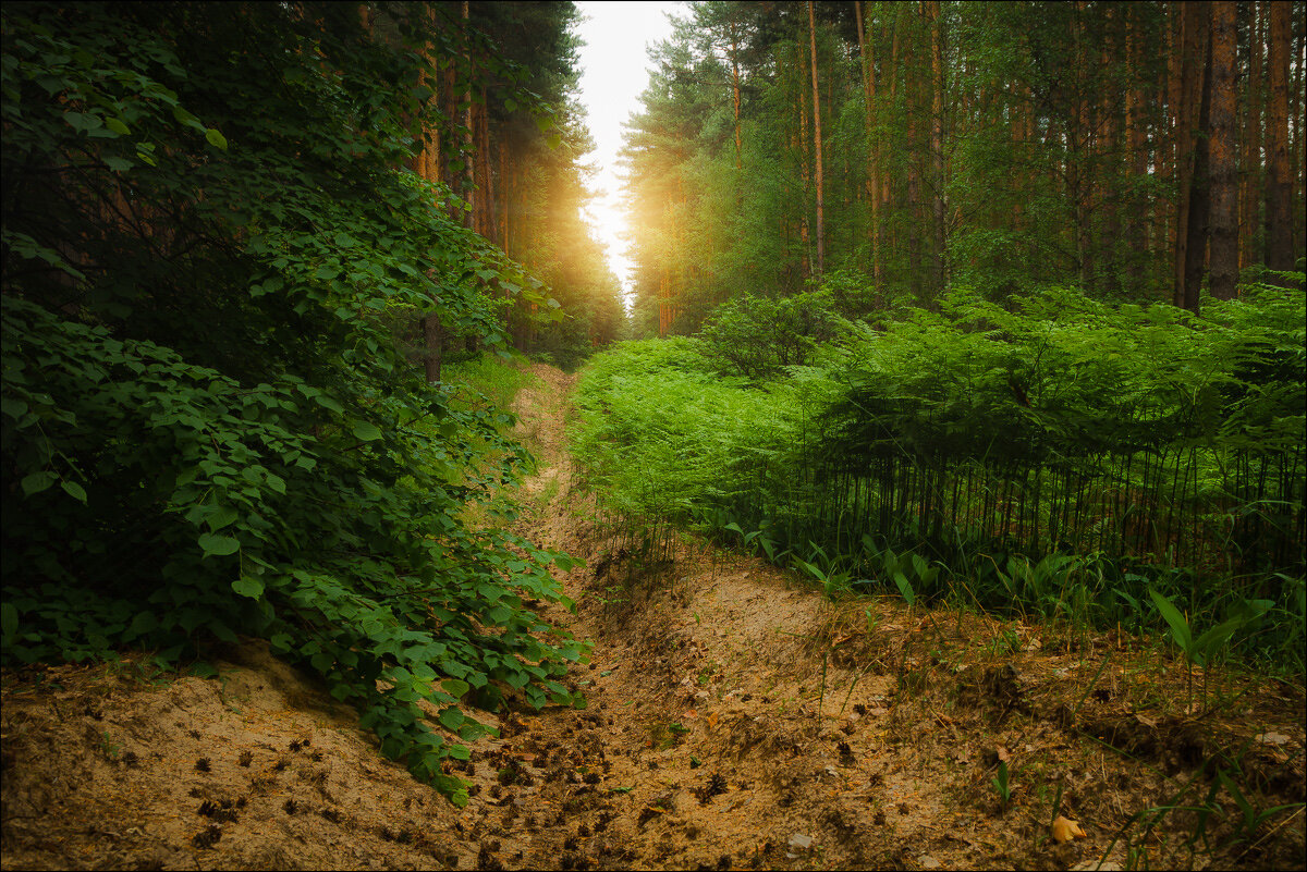 Мещерскими тропами... - алексей афанасьев