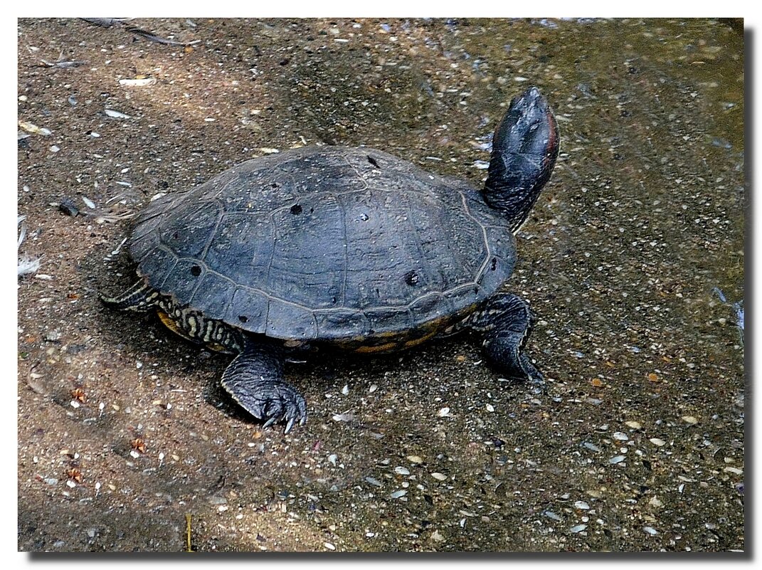 В БЕГАХ... - Анатолий Восточный