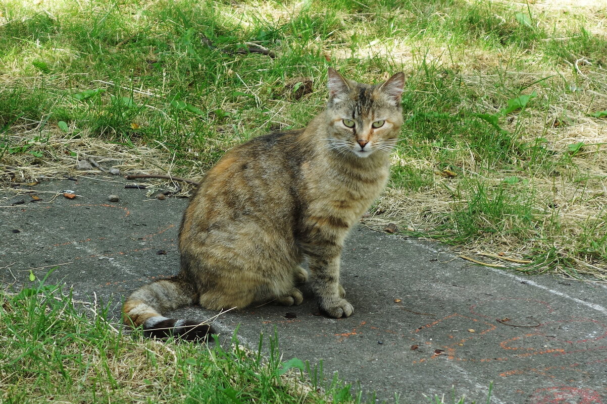 Кошка - Маргарита Батырева