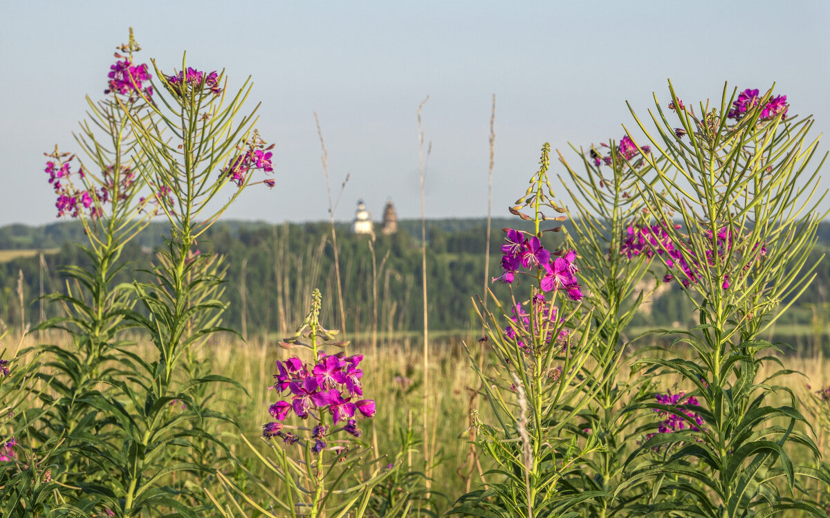 Иван-чай и храм с.Каширино - Алексей Сметкин Иван-чай и храм с.Каширино - Алексей Сметкин