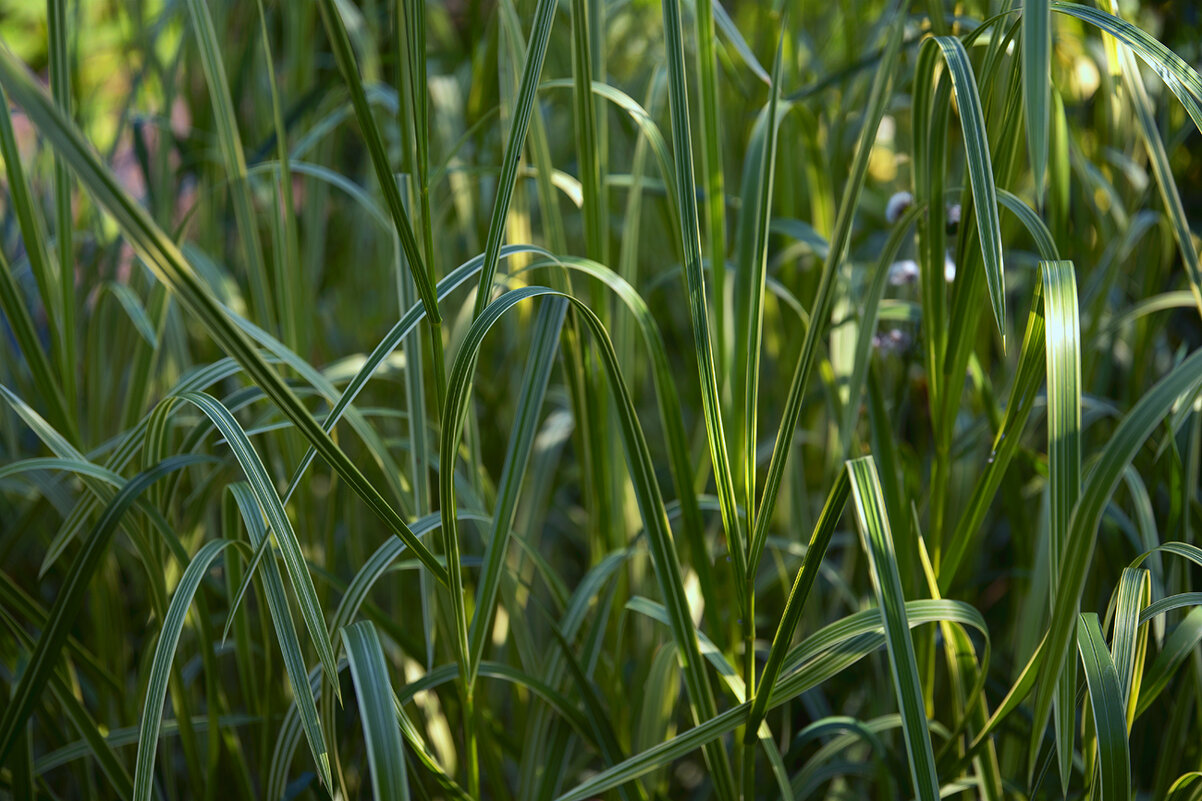 grass - Zinovi Seniak