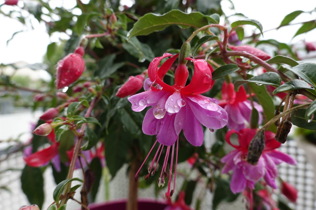 После дождика... - Galina Dzubina После дождика... - Galina Dzubina