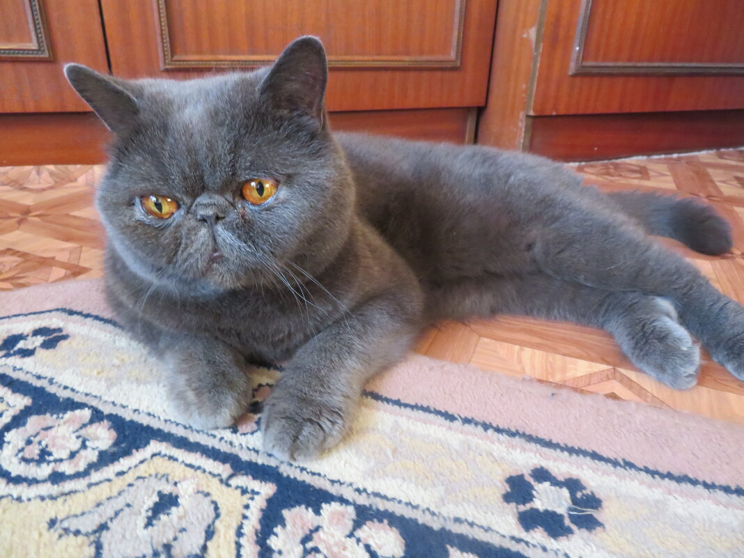 Пончик. - Зинаида 