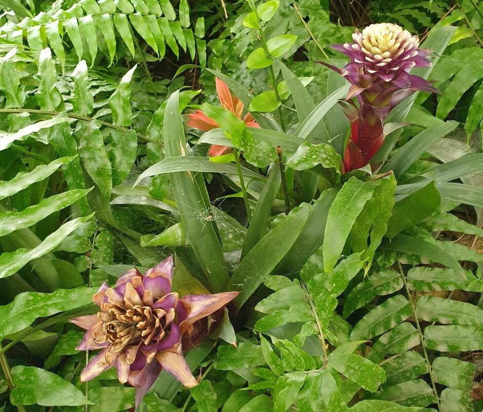 Экзотик юга - Александр Скамо