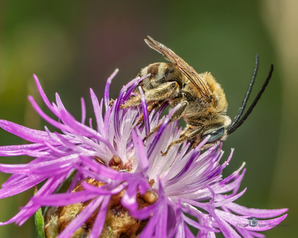 Длинноусая пчела и василёк луговой - Игорь Сарапулов Длинноусая пчела и василёк луговой - Игорь Сарапулов