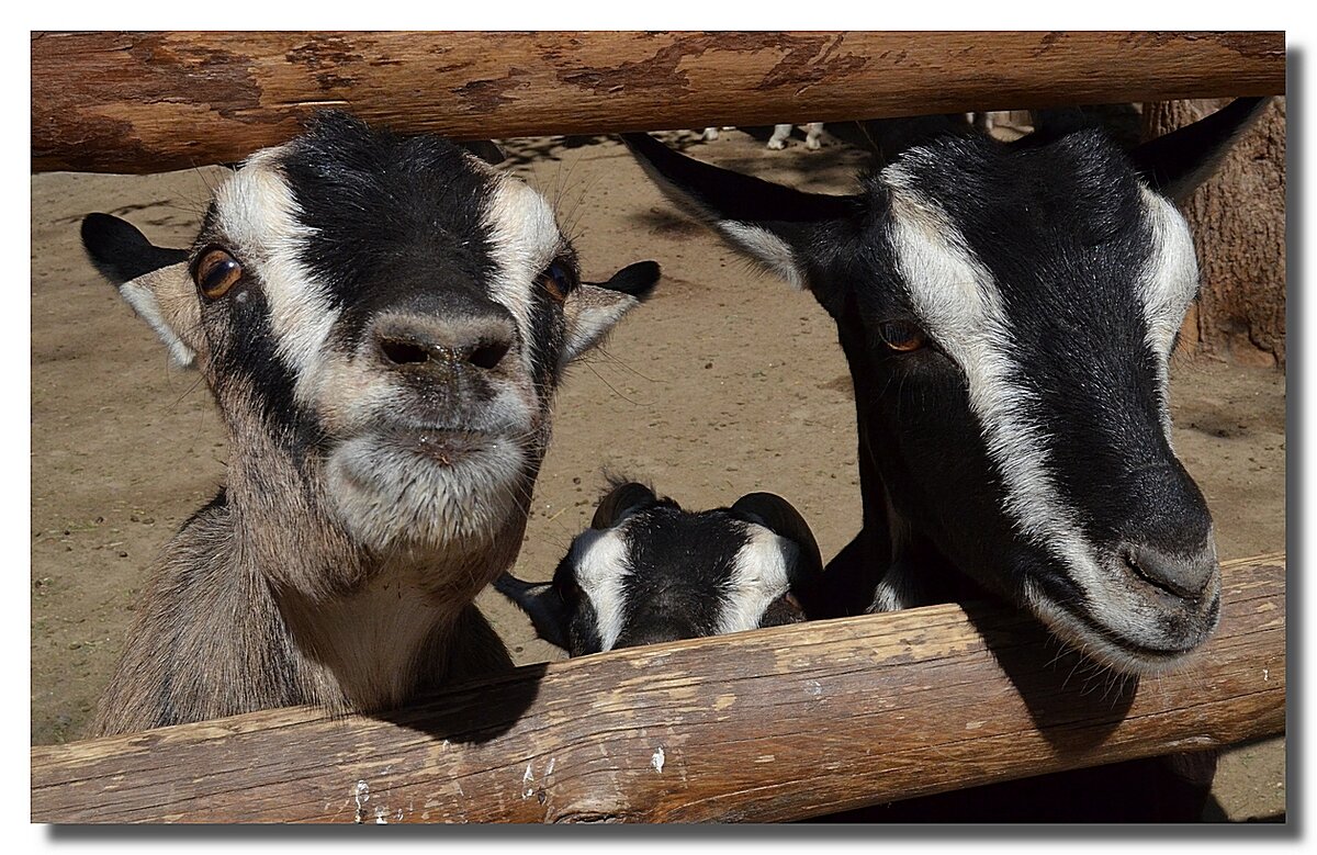 ШУТНИКИ - Анатолий Восточный