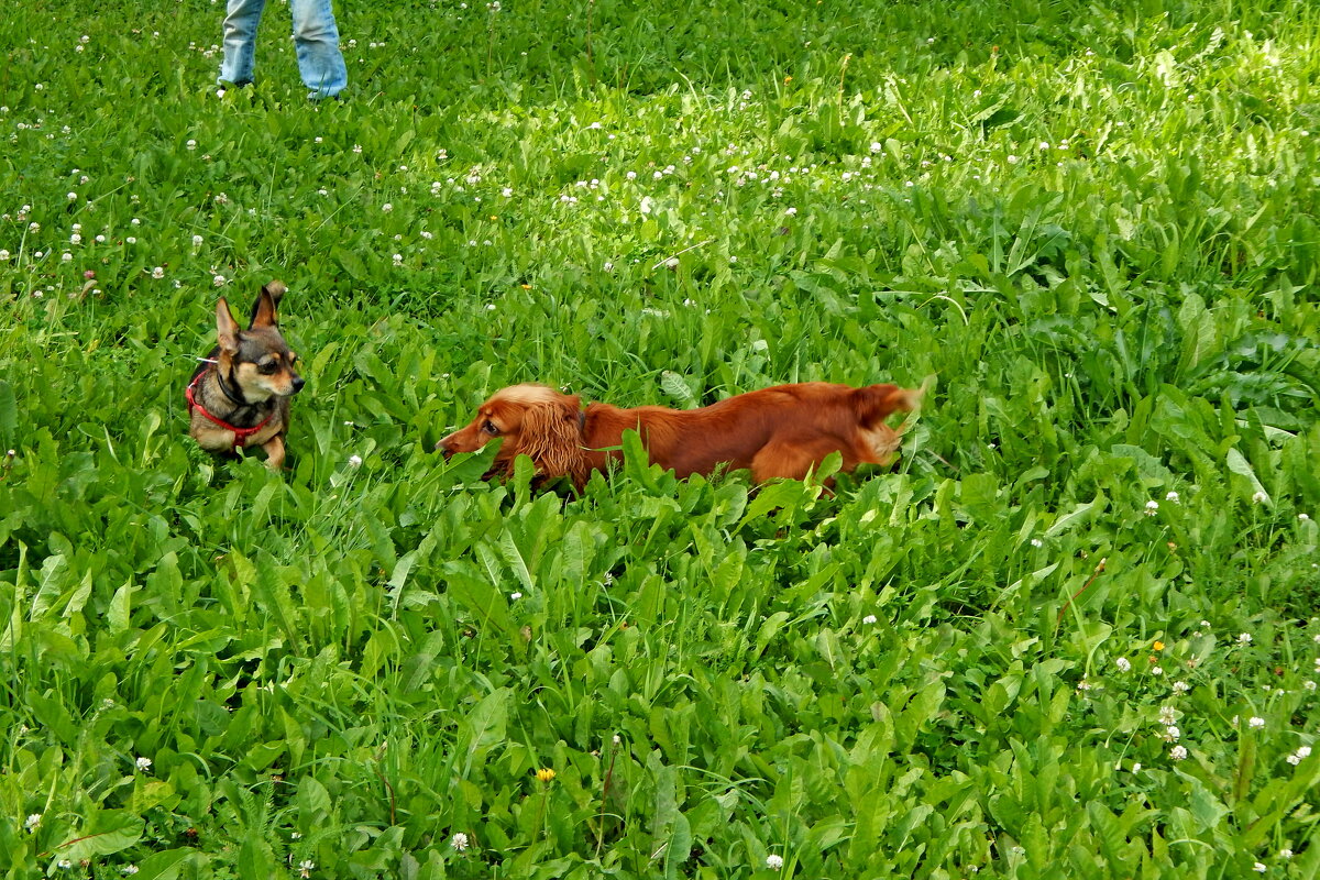 Жужа! Меня, не видно? - Дмитрий (Горыныч) Симагин