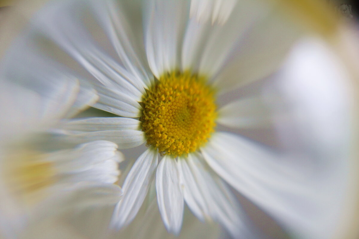 Ромашка. - Нина Сироткина 