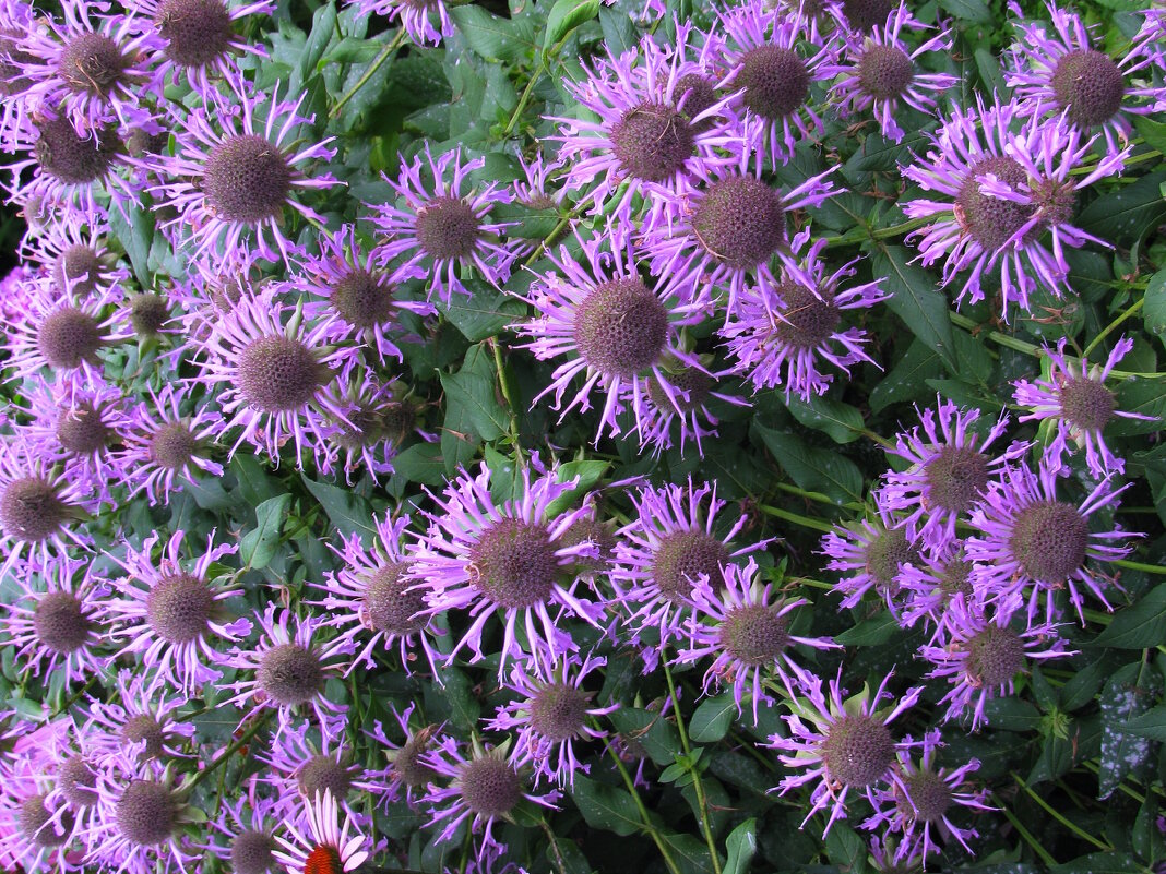 Монарды нежное цветение - Людмила Смородинская Монарды нежное цветение - Людмила Смородинская