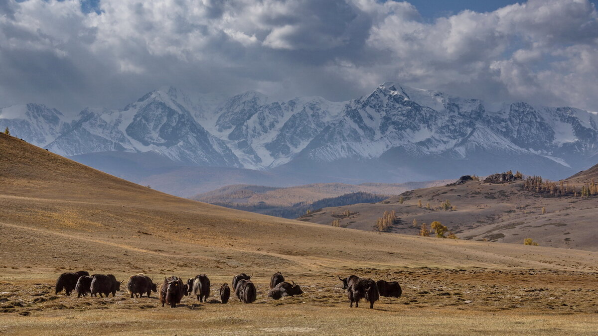 Яки - Виктор Четошников