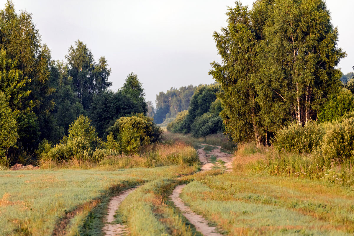 Дорога в лес - Александр 