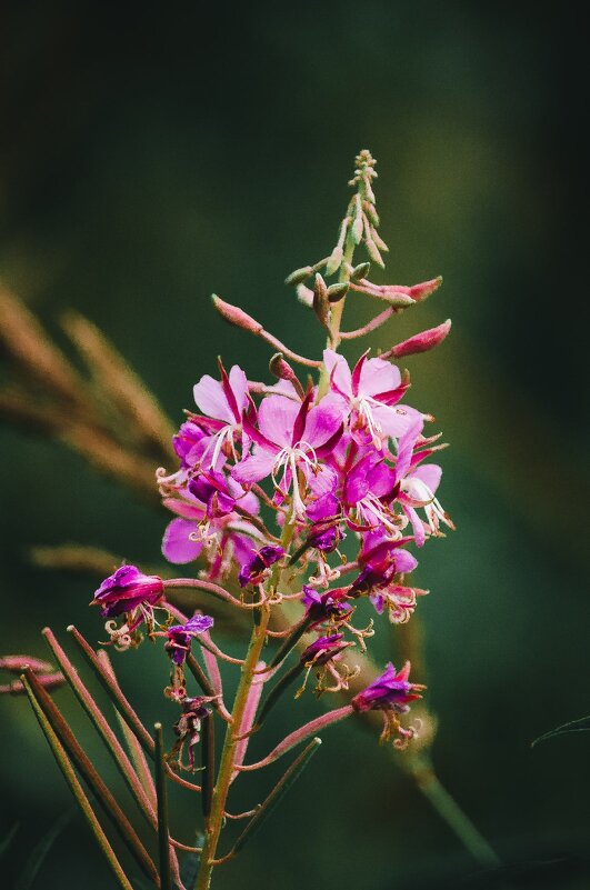 Иван чай. - Вадим Басов