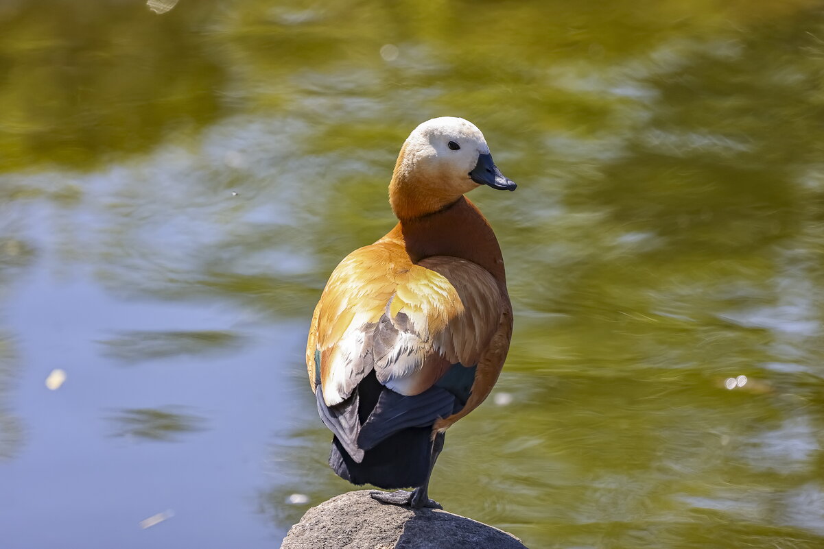 птицы и не только московского зоопарка. - юрий макаров птицы и не только московского зоопарка. - юрий макаров