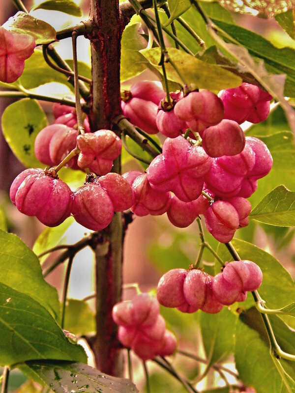 Бересклет - Milocs Морозова Людмила Бересклет - Milocs Морозова Людмила