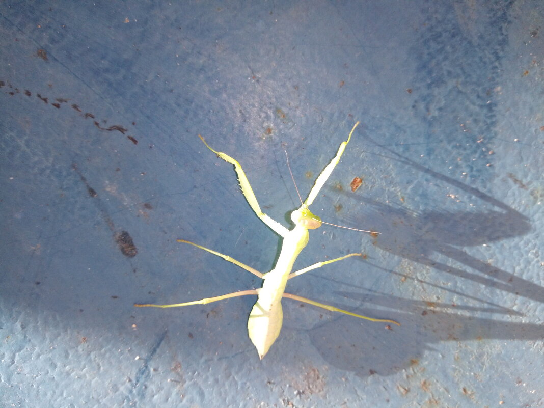 Так Всем боятся!!!! - Giant Tao /