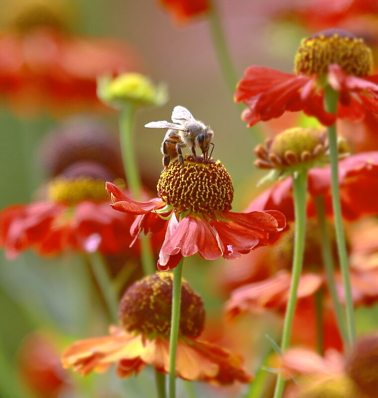 краски августа... - Andrey Bragin краски августа... - Andrey Bragin